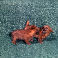 Picture of chalkyfield folly & badger, two norfolk terrier puppies playing