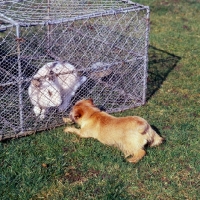 Picture of chalkyfield folly,  norfolk terrier pouncing at a rabbit in a cage