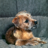 Picture of chalkyfield folly, norfolk terrier puppy lying on a sofa