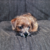 Picture of chalkyfield folly, norfolk terrier puppy looking lonely on a sofa