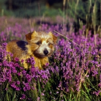 Picture of chalkyfield folly, norfolk terrier lying in heather