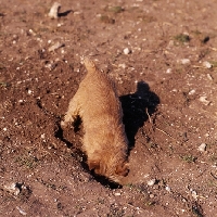 Picture of chalkyfield folly, norfolk terrier digging a hole