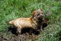Picture of chalkyfield julie bee, norfolk terrier playing in mud
