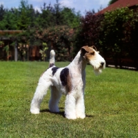 Picture of ch/am ch gosmore kirkmoor craftsman, wire fox terrier, cc record holder