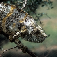 Picture of chameleon in africa