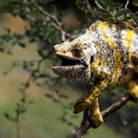 Picture of chameleon looking in admiration in uganda, yellow and grey in this photograph