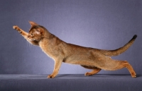 Picture of champion abyssinian cat stretched out, back in an arc, reaching up with one paw against a grey background.