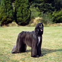 Picture of champion afghan hound, best in show crufts 1983 