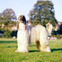 Picture of champion afghan hound side view, ch shere khan of tarjih