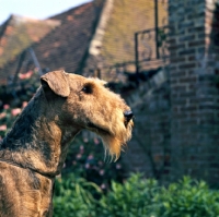 Picture of champion airedale head study