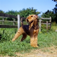 Picture of champion airedale looking back
