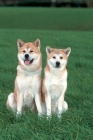 Picture of champion Akita Inu pair, male and female