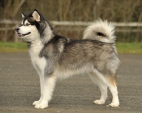 Picture of Champion Alaskan Malamute posed