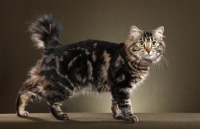 Picture of Champion American Bobtail (standing to right, looking at camera, tail up, good leg separation)