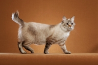 Picture of Champion American Bobtail walking to right, Bobtail raised, looking out