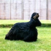 Picture of champion american cocker spaniel looking up, am ch sh ch windy hill & dur-bet tis patti of sundust