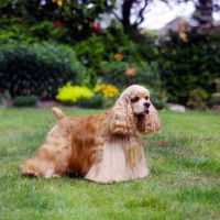 Picture of champion, american cocker spaniel standing on grass, sh ch, am ch, can ch hu-marâ€™s hellzapoppin at sundust (carlos)