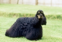 Picture of champion american cocker spaniel, am ch sh ch windy hill & dur-bet tis patti of sundust