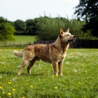 Picture of champion australian cattle dog side view