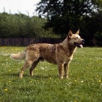 Picture of champion australian cattle dog standing 