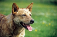 Picture of champion australian cattle dog,  portrait