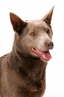 Picture of champion Australian Kelpie, fawn colour