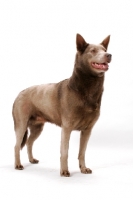 Picture of champion Australian Kelpie, fawn colour, on white background