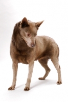 Picture of champion Australian Kelpie, fawn colour