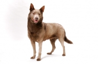 Picture of champion Australian Kelpie in studio, fawn colour