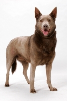 Picture of champion Australian Kelpie in studio, fawn colour