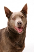 Picture of champion Australian Kelpie portrait, fawn colour