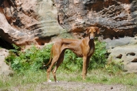 Picture of Champion Azawakh - sighthound of the Touareg