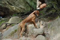 Picture of Champion Azawakh - sighthound of the Tuareg