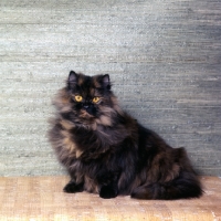 Picture of champion bamboo betula, long hair tortoiseshell cat