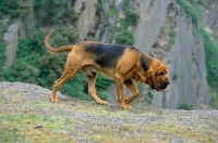 Picture of Champion Barsheen Magnus (mag), Bloodhound walking scenting