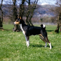 Picture of champion basenji side view