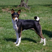Picture of champion basenji standing on grass
