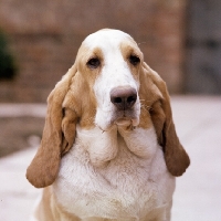 Picture of champion basset hound bitch, portrait