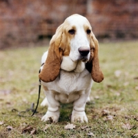 Picture of champion basset hound front view