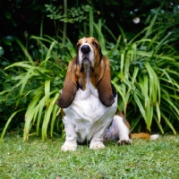 Picture of champion basset hound looking up