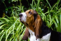 Picture of champion basset hound portrait