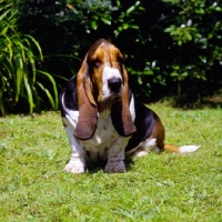 Picture of champion basset hound sitting on grass