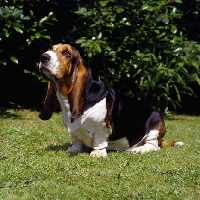 Picture of champion basset hound sitting on grass