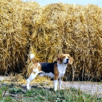 Picture of champion beagle in front of a haystack 