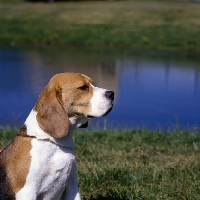 Picture of champion beagle not exceeding 13â€