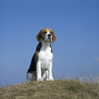 Picture of champion beagle sitting on grass on raised ground