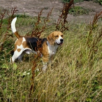 Picture of champion beagle standing in long grass