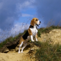 Picture of champion beagle standing up on raised ground