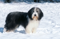 Picture of champion bearded collie, six months