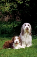 Picture of Champion Bearded Collie with puppy